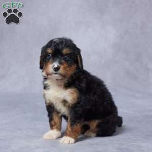 Julie, Mini Bernedoodle Puppy